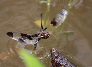 Female Common Whitetail Skimmer, laying eggs!