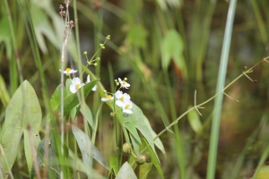 Sagittaria sp. in bloom in the wetland...