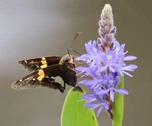 Silver-spotted Skipper, nectaring on Pontederia cordata (Pickerelweed) in the wetland.